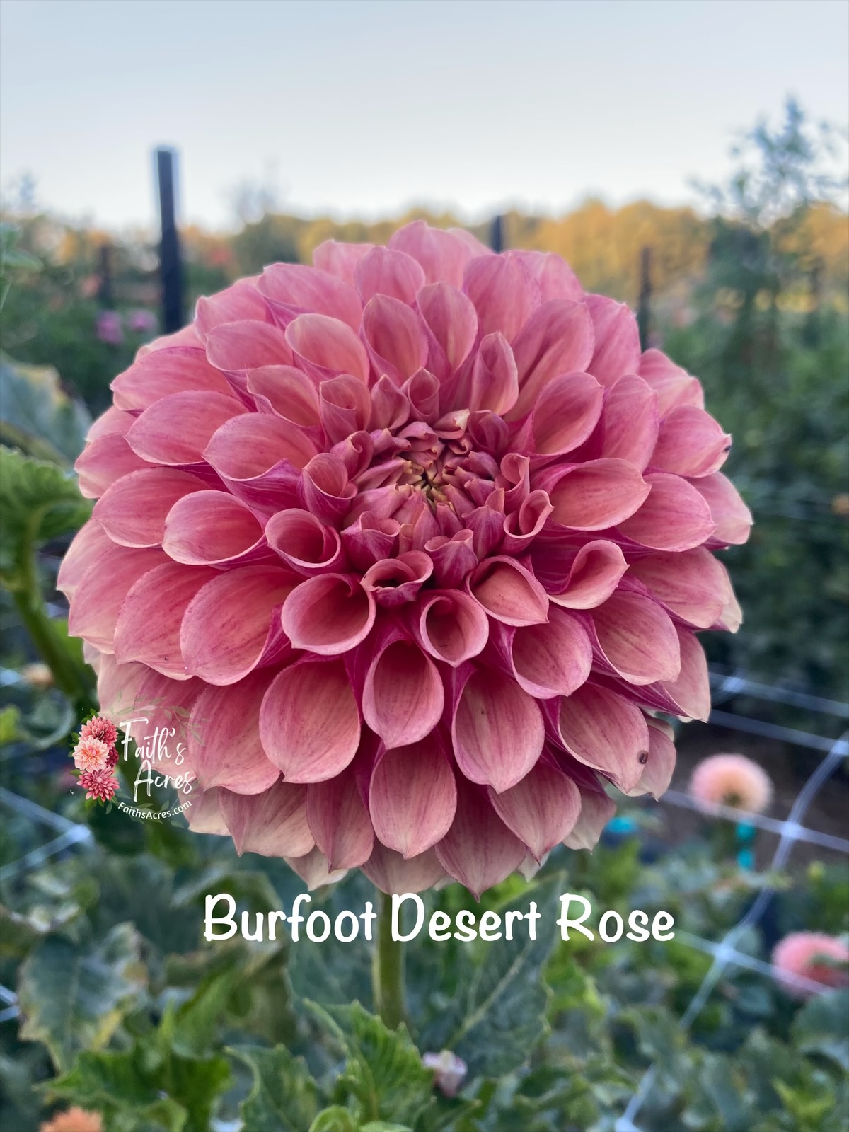 Burfoot Desert Rose - Image 7