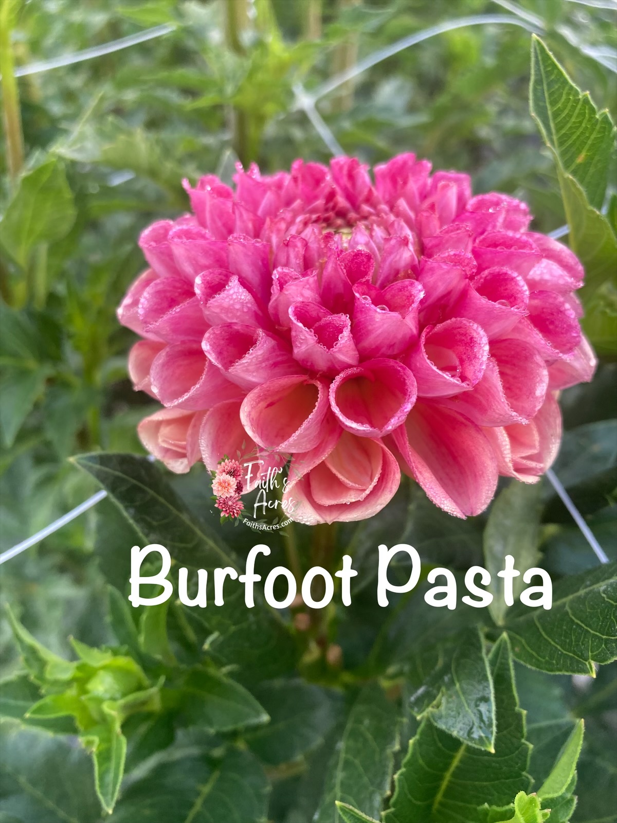 Burfoot Pasta - Image 3