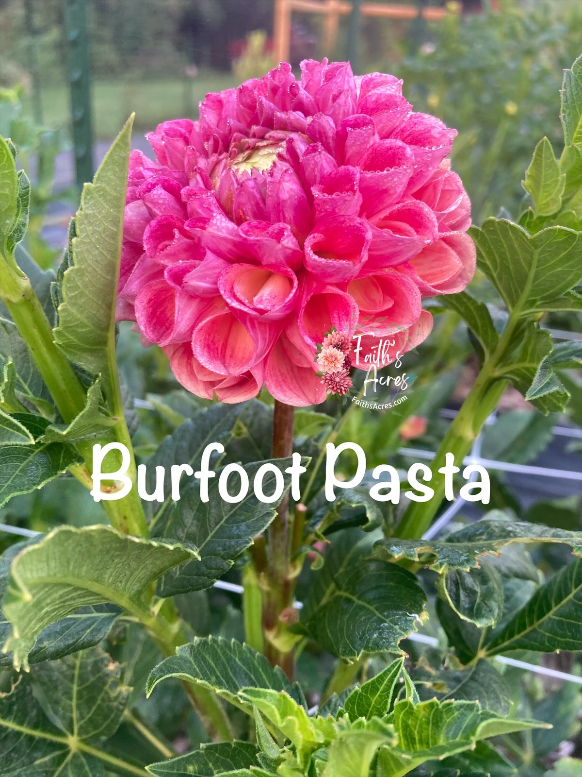 Burfoot Pasta - Image 2
