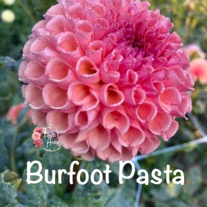 Burfoot Pasta