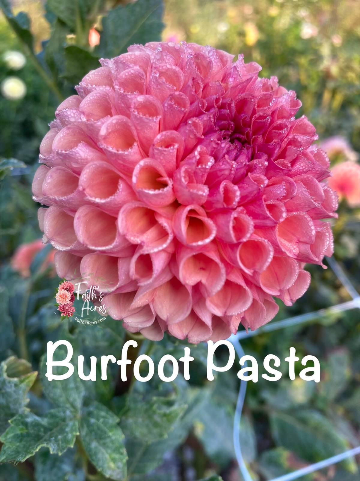 Burfoot Pasta