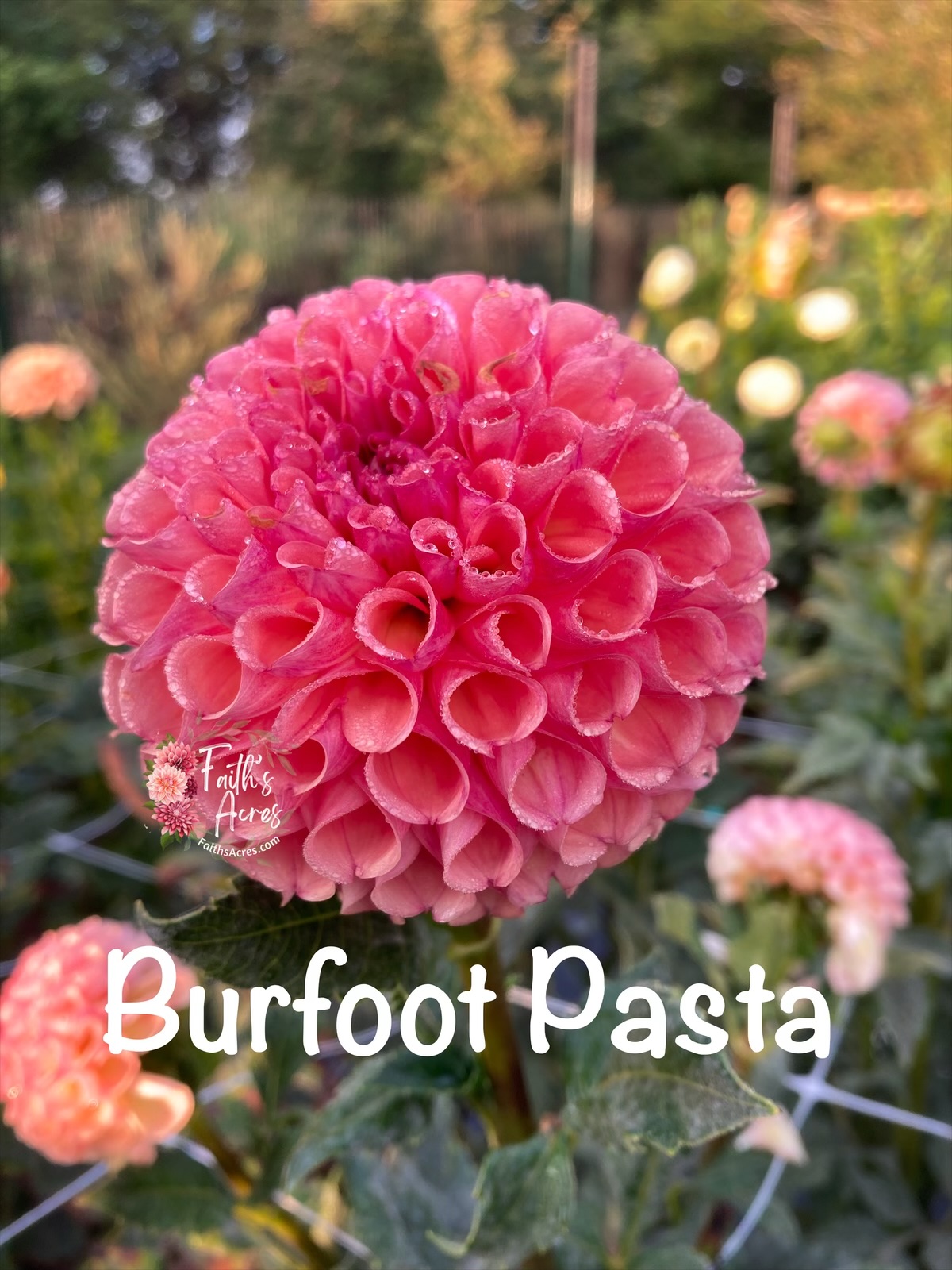 Burfoot Pasta - Image 6