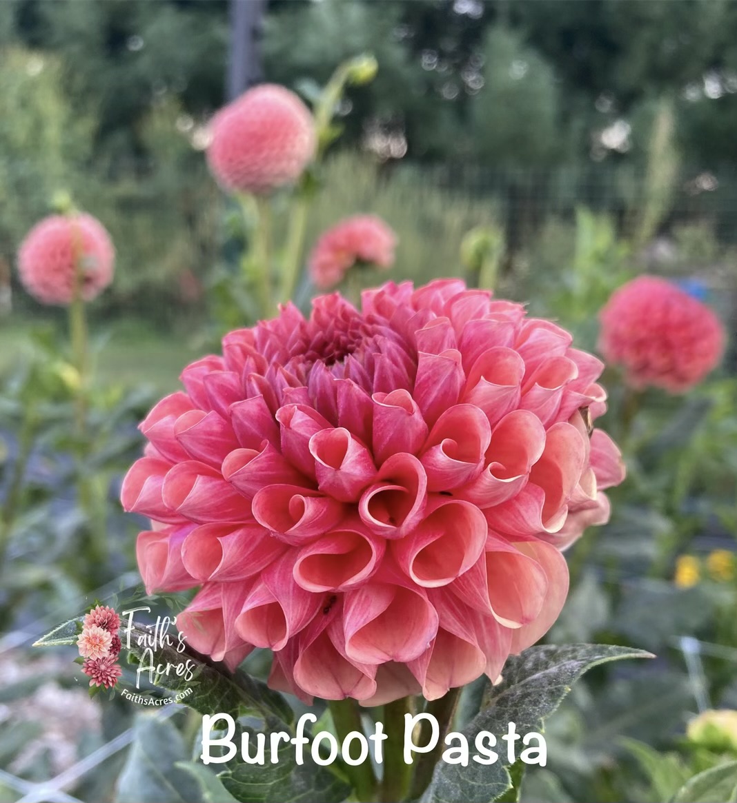 Burfoot Pasta - Image 5