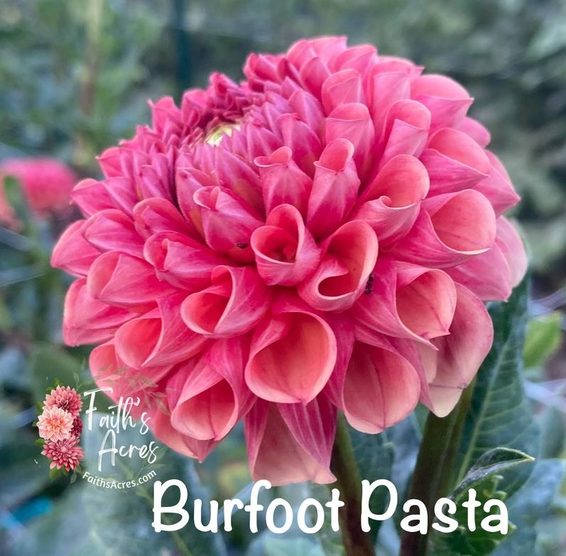 Burfoot Pasta - Image 4