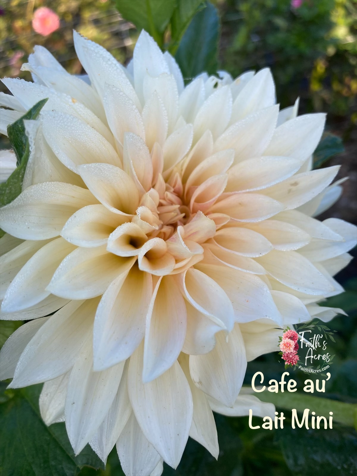 Cafe au Lait mini - Image 3