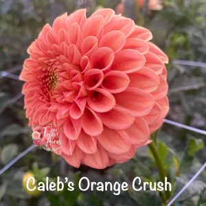 Caleb's Orange Crush