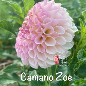 Camano Zoe