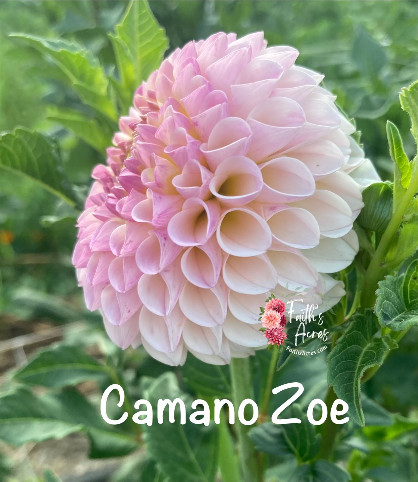 Camano Zoe