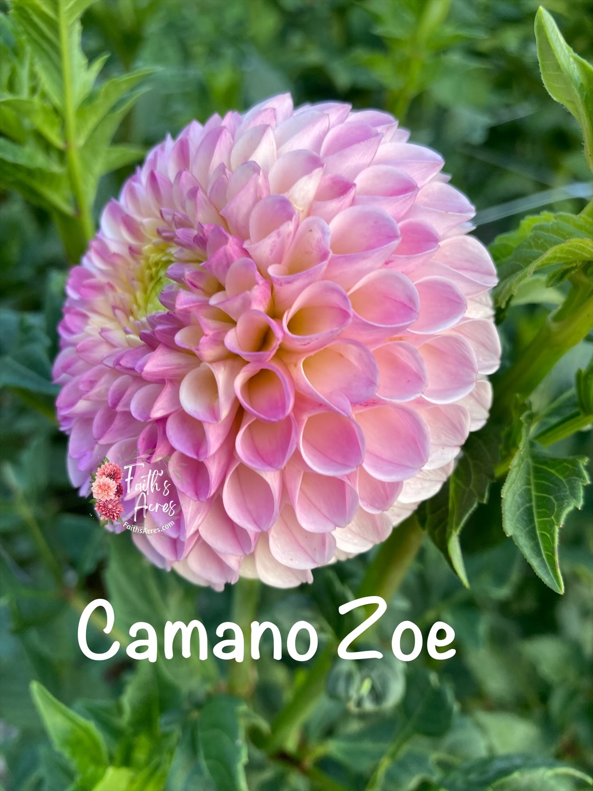 Camano Zoe - Image 3