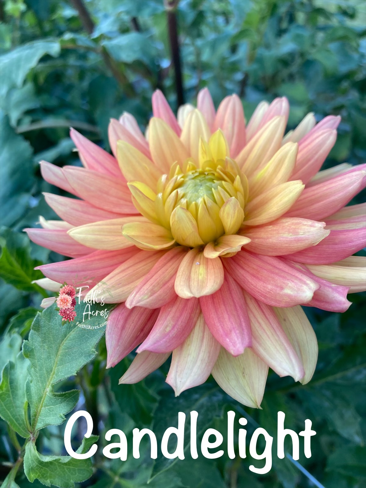 Candlelight