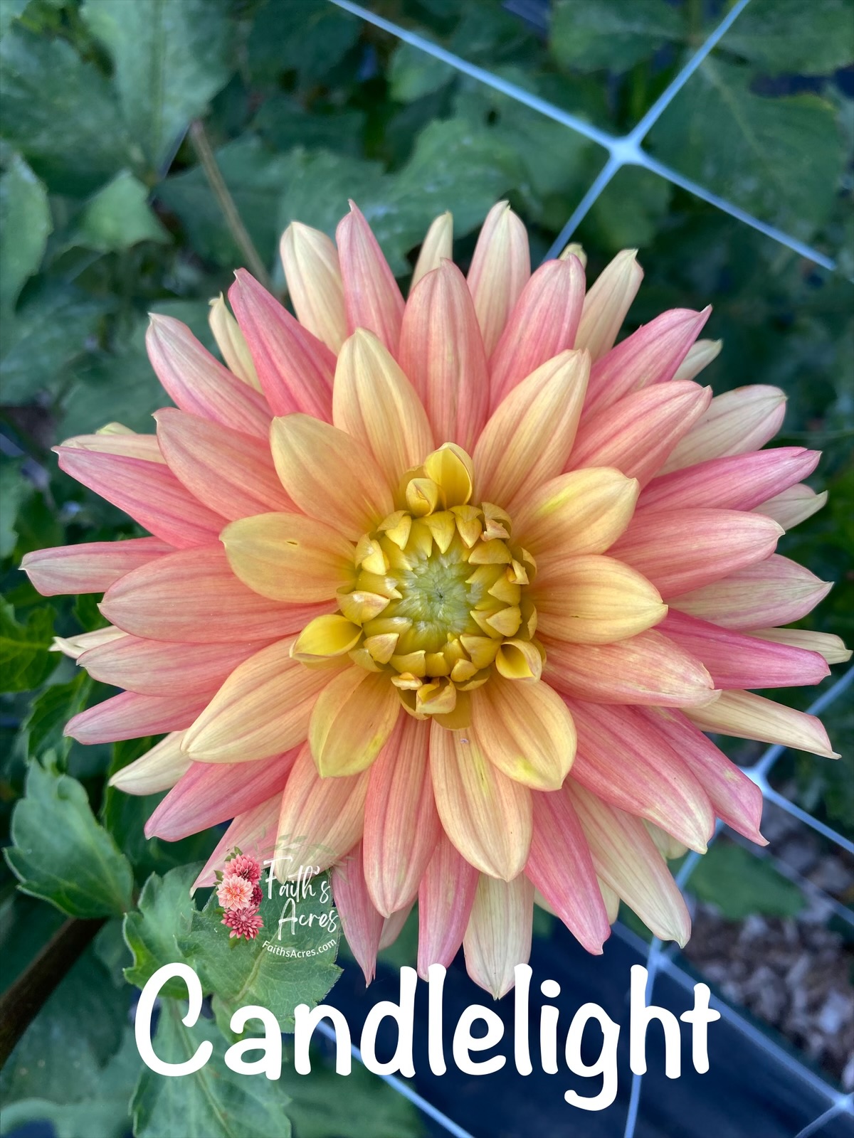 Candlelight - Image 2