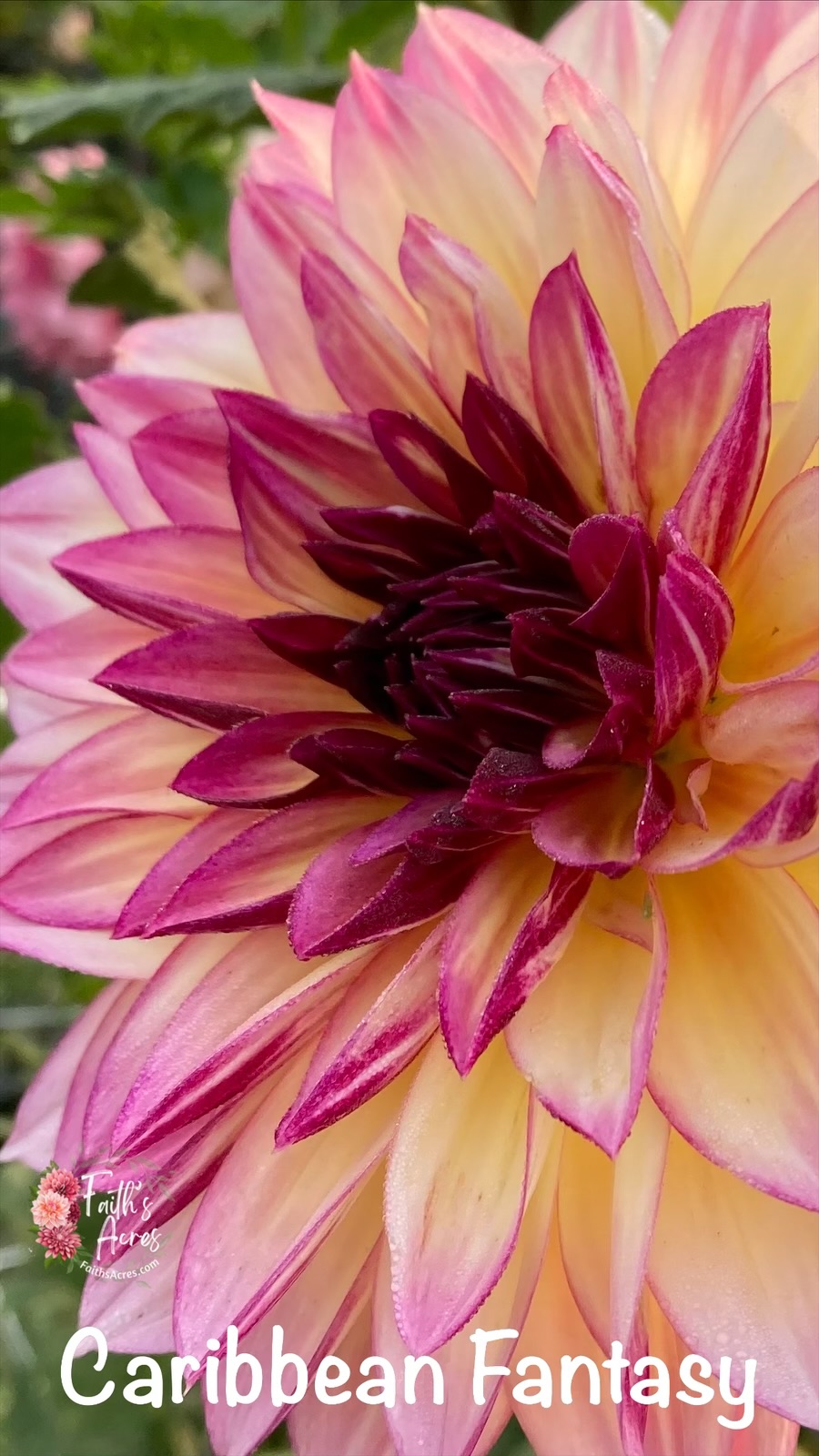 Caribbean Fantasy - Image 7