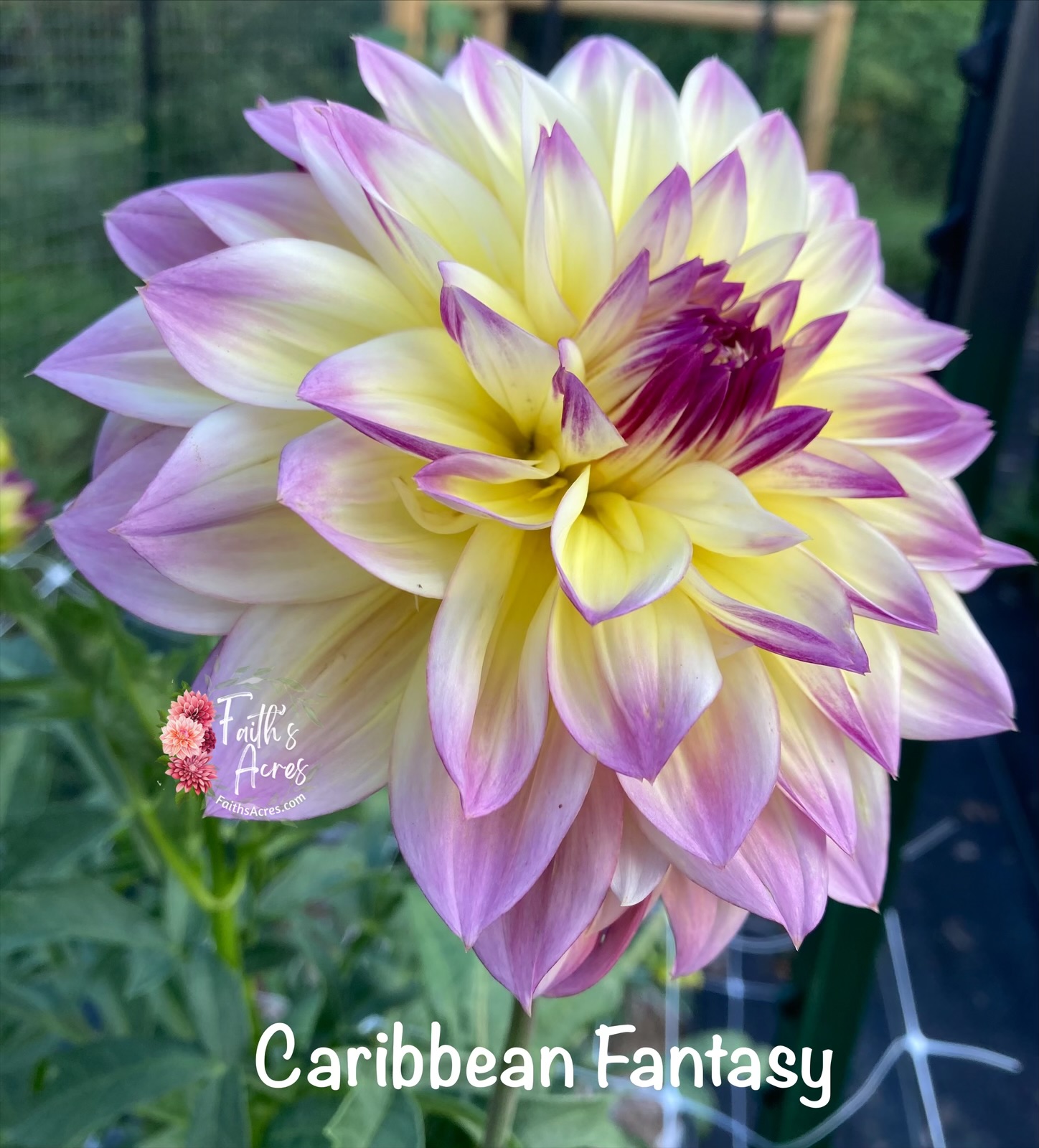 Caribbean Fantasy - Image 4