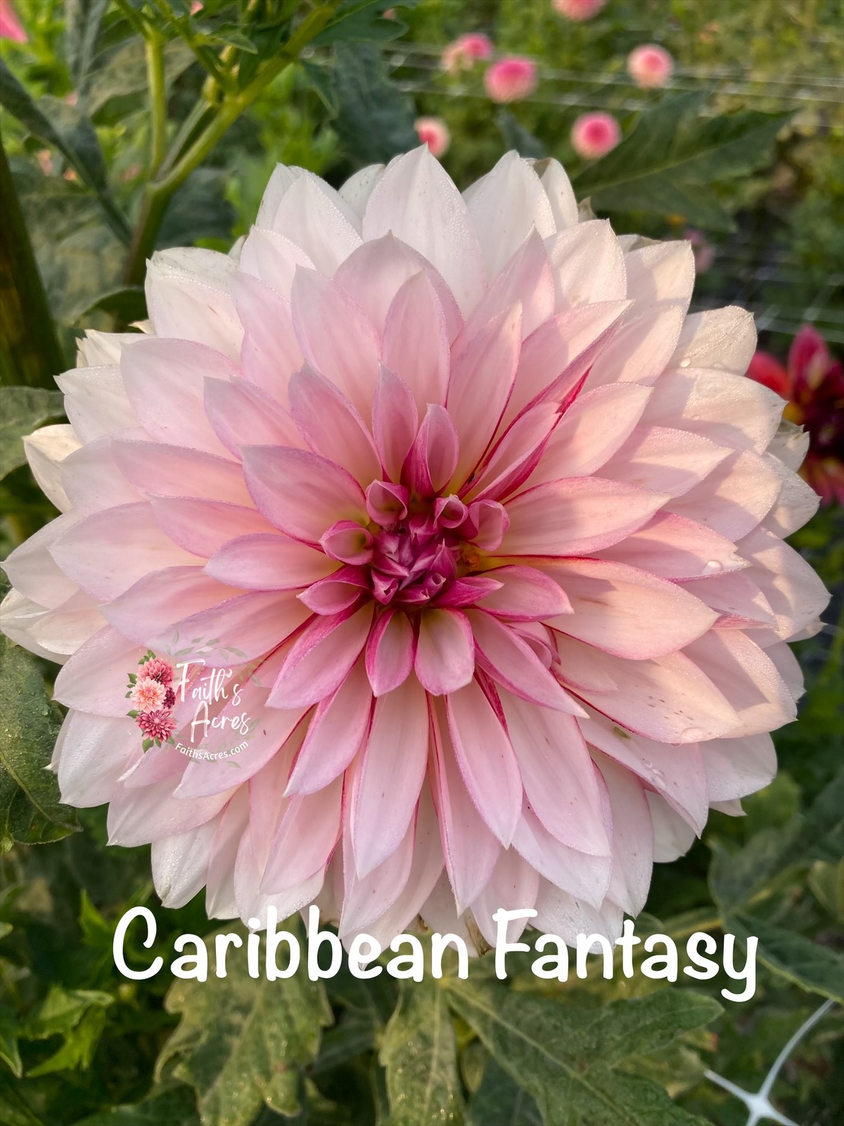 Caribbean Fantasy - Image 6