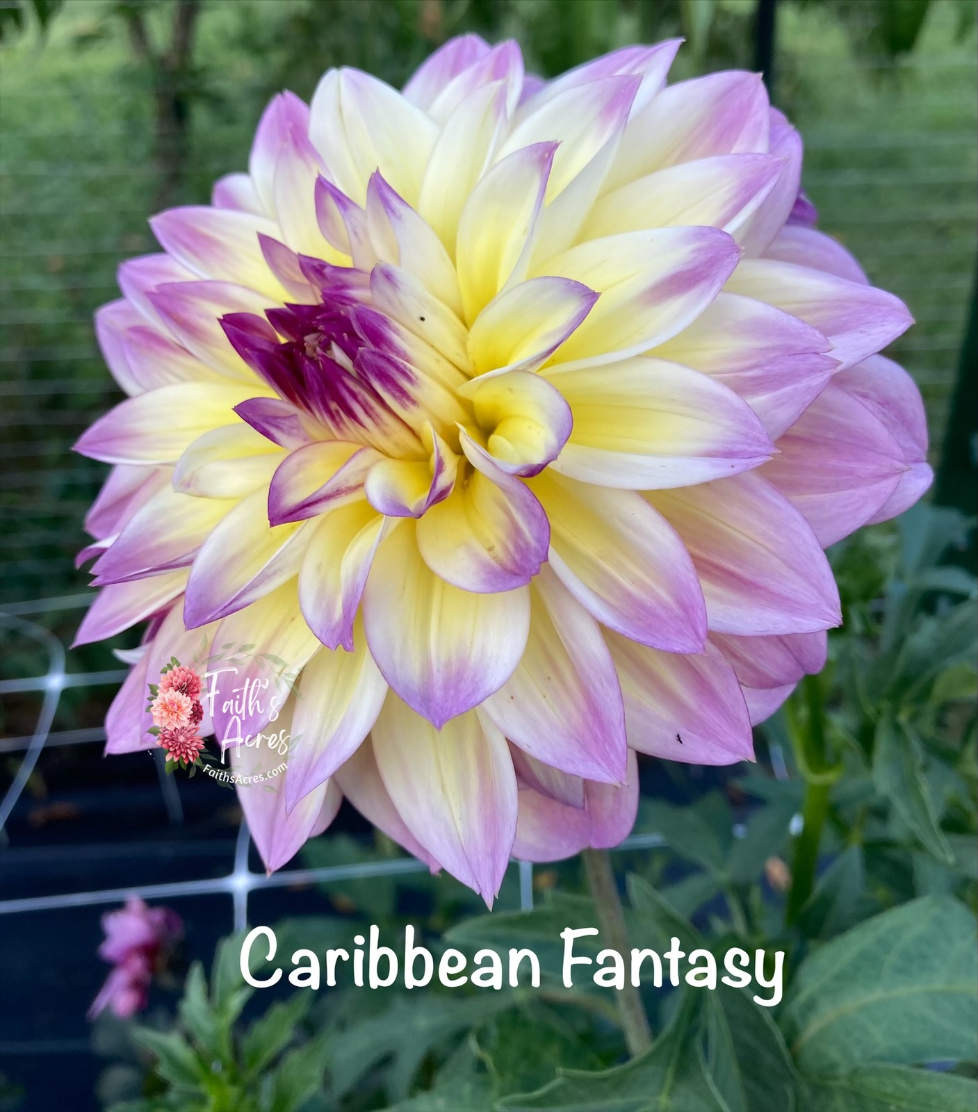 Caribbean Fantasy - Image 3