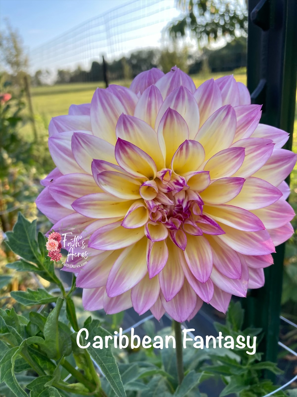 Caribbean Fantasy - Image 2