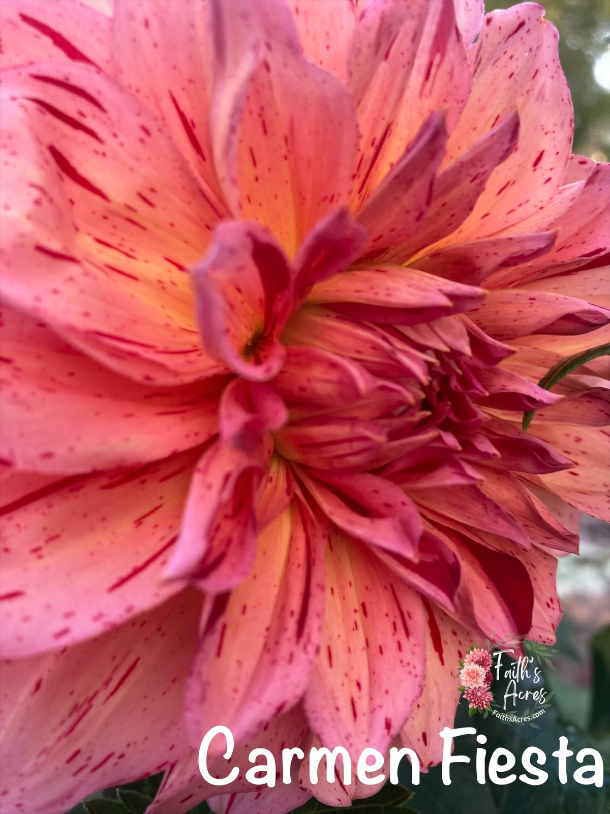 Carmen Fiesta - Image 3