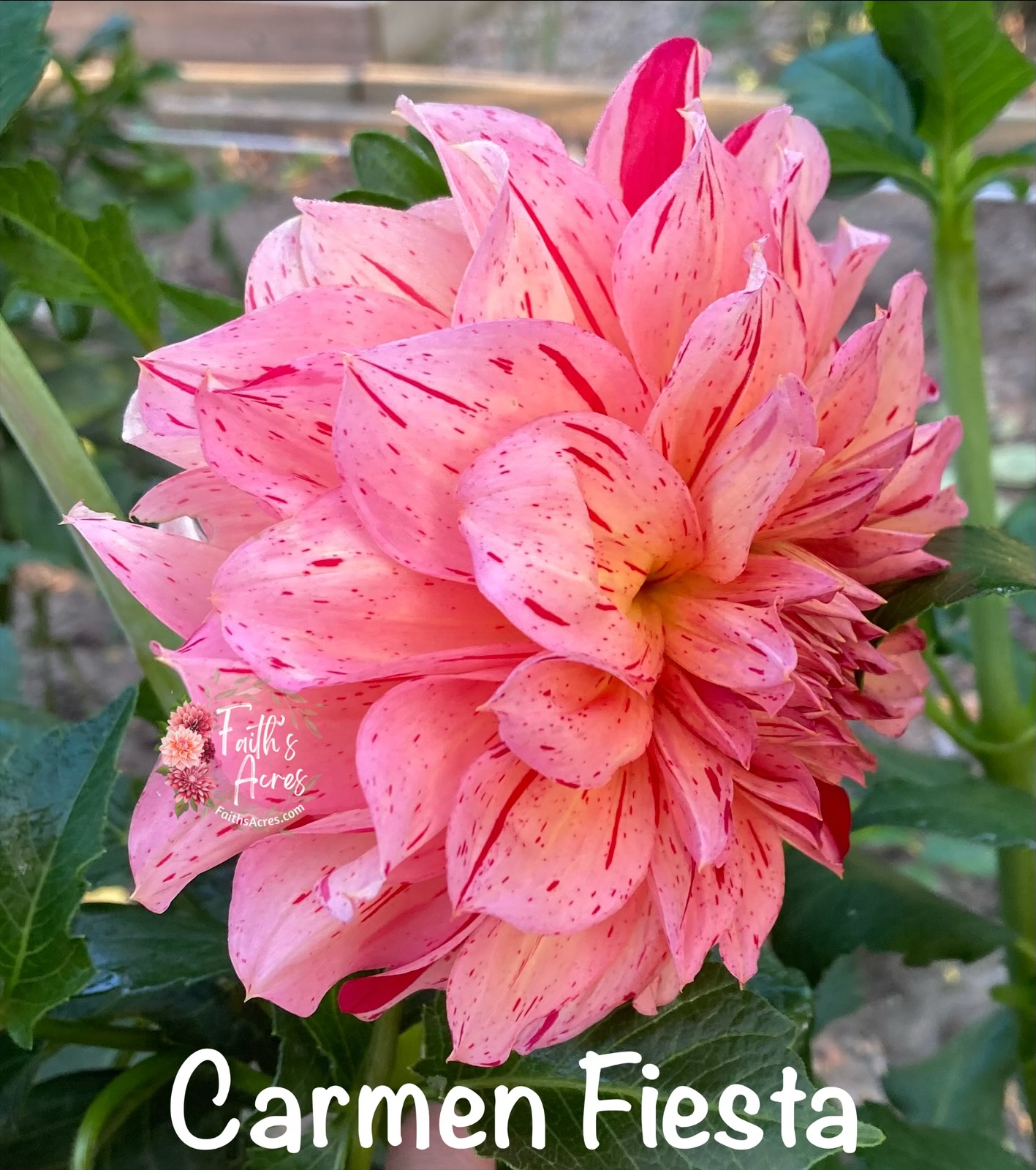 Carmen Fiesta - Image 2