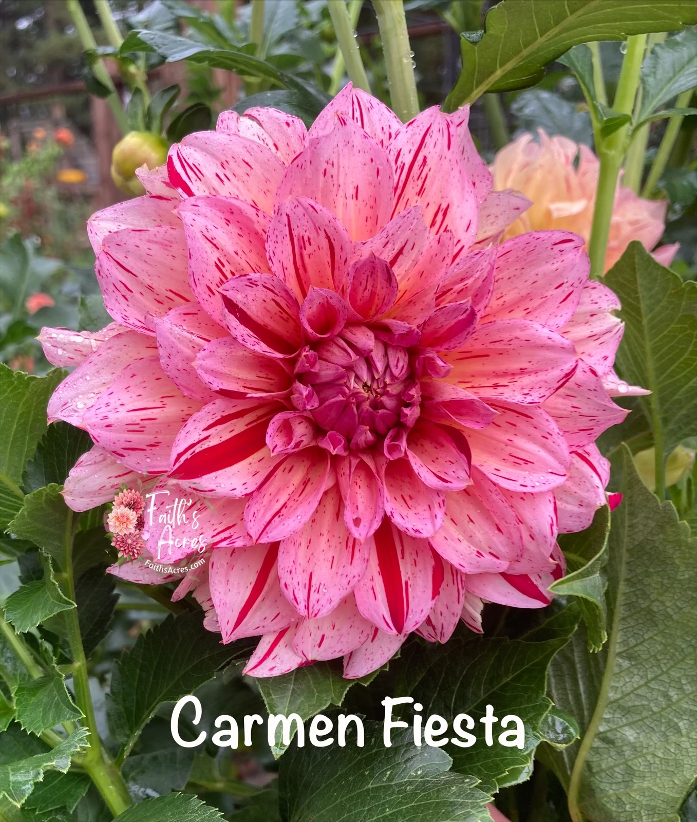 Carmen Fiesta - Image 7