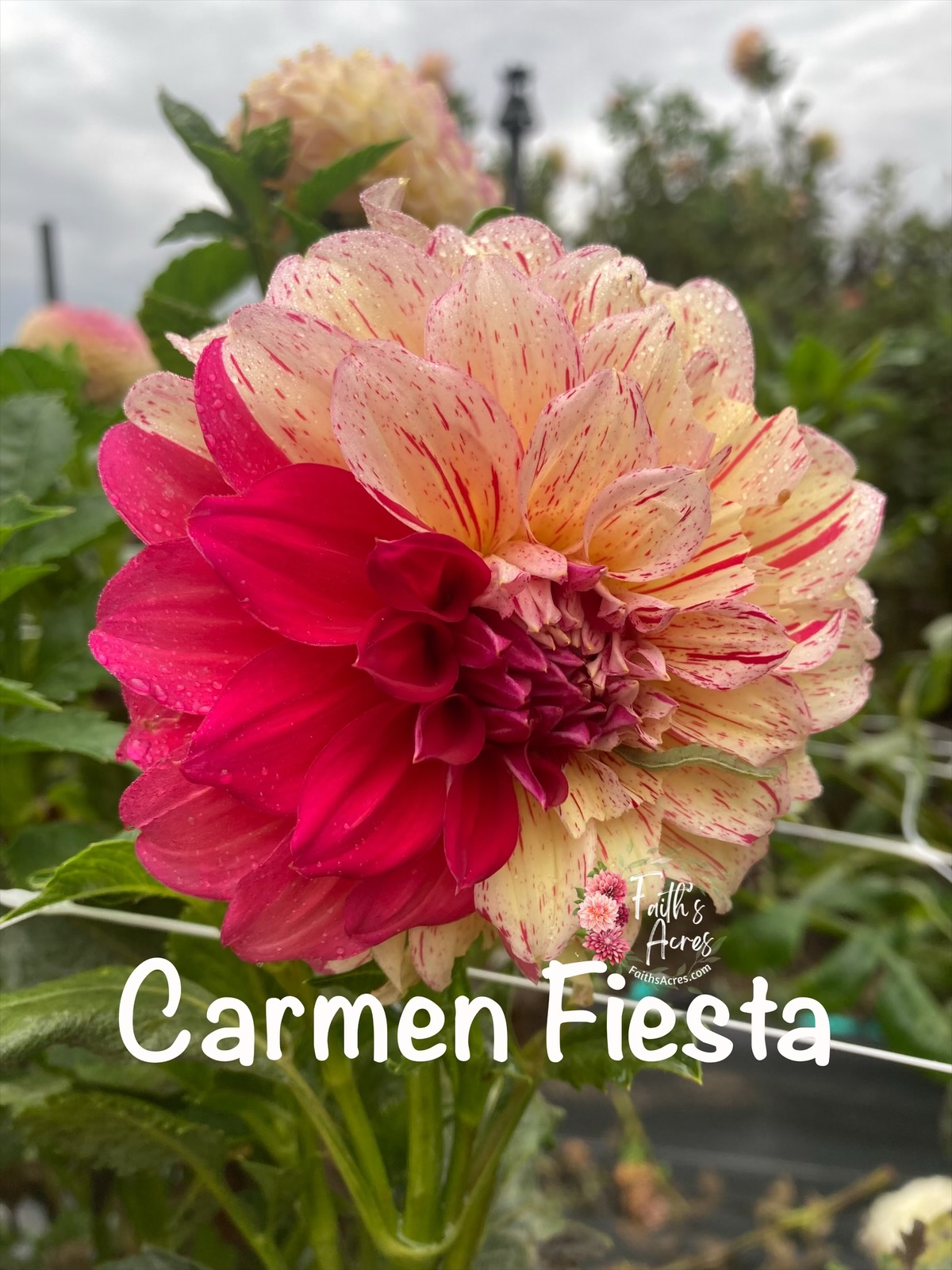 Carmen Fiesta - Image 6