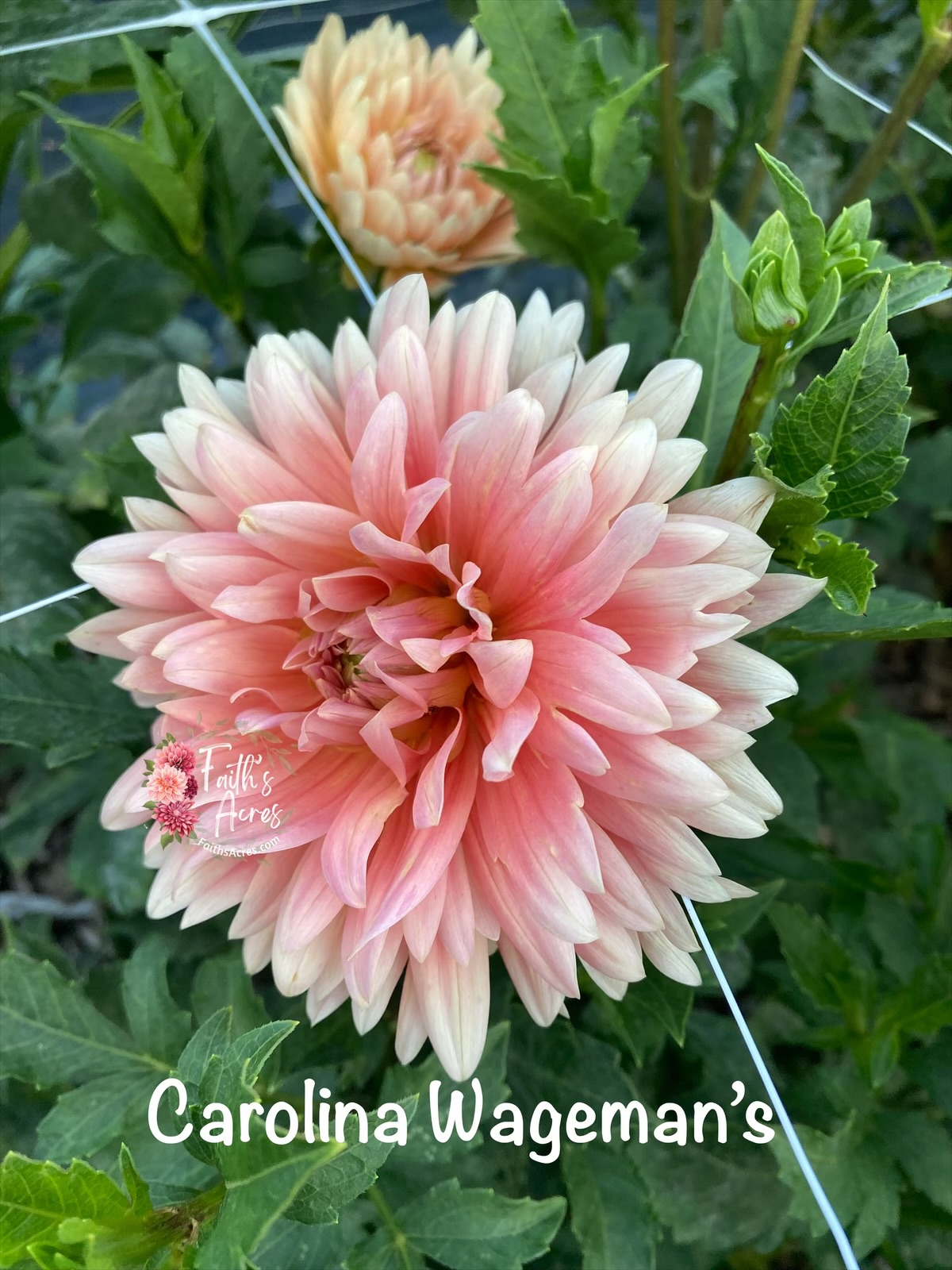 Carolina Wageman's - Image 2