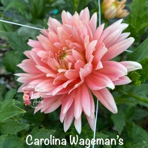 Carolina Wageman's
