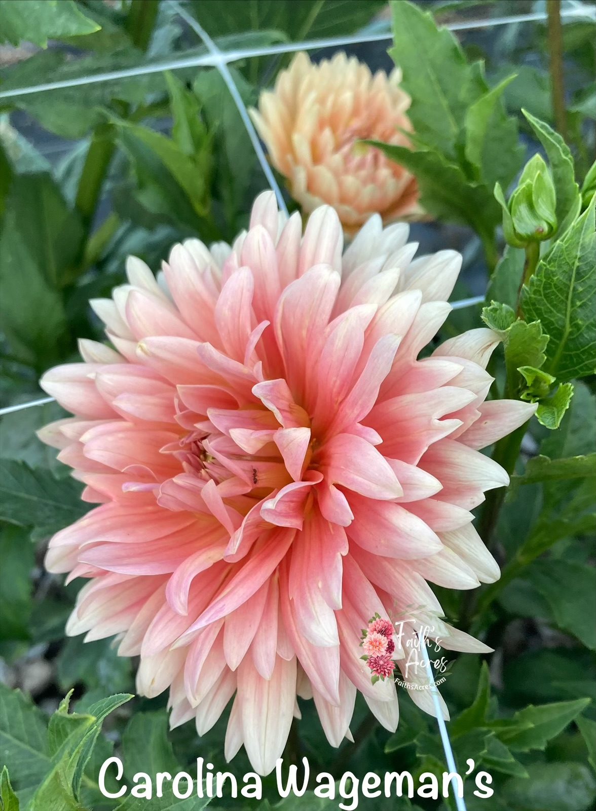 Carolina Wageman's - Image 3