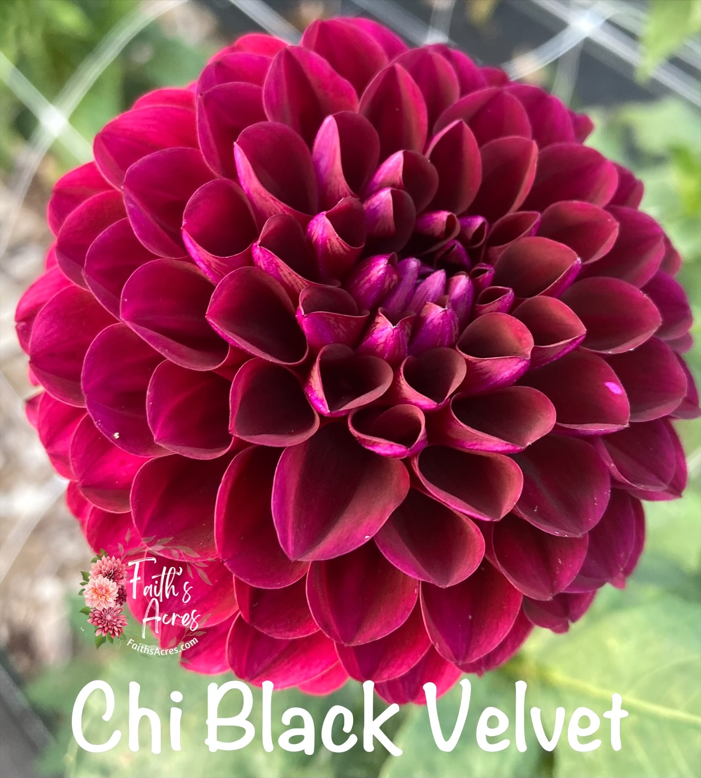 Chi Black Velvet - Image 3