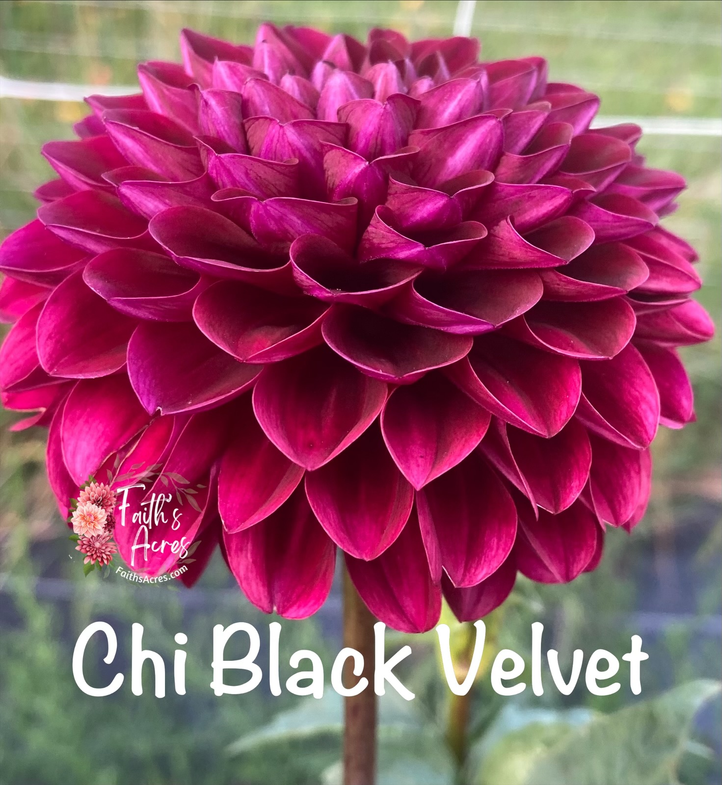 Chi Black Velvet - Image 4