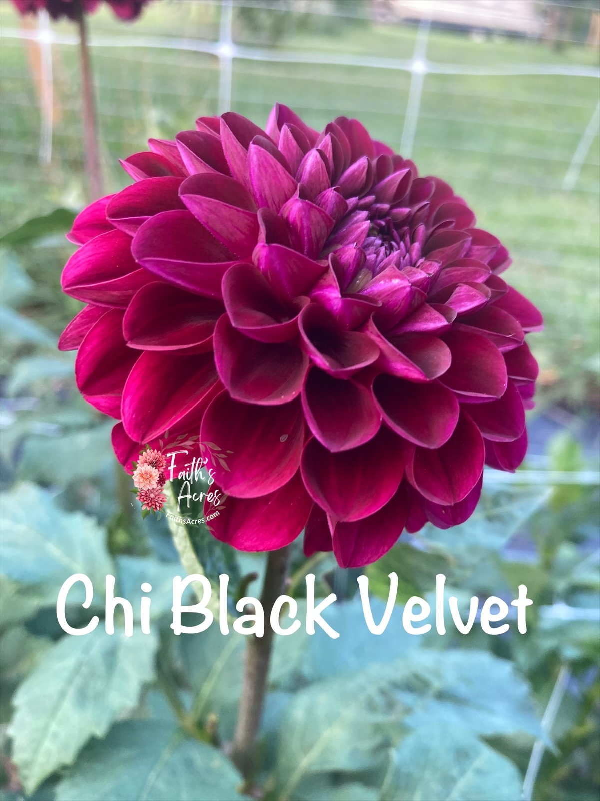 Chi Black Velvet - Image 2