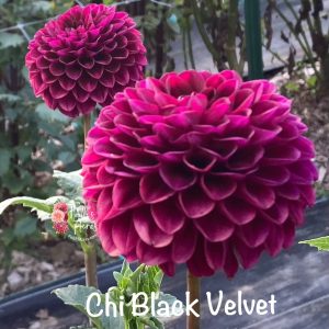 Chi Black Velvet
