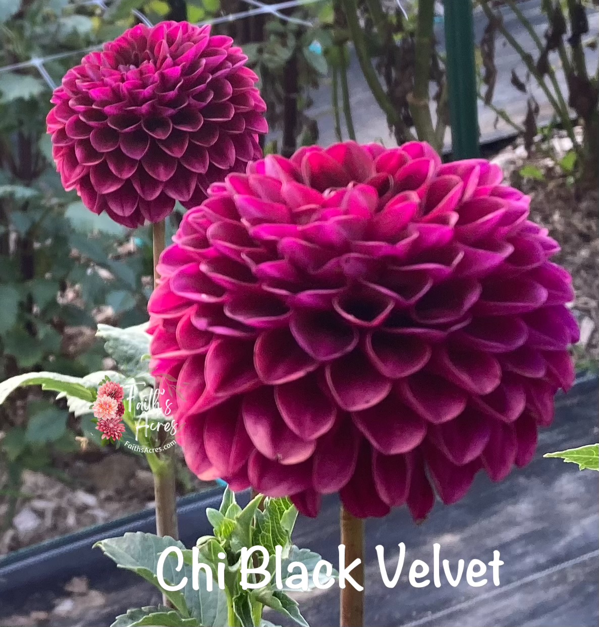 Chi Black Velvet
