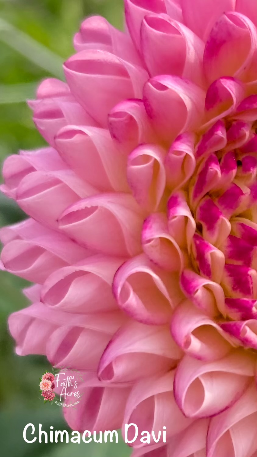 Chimacum Davi - Image 7