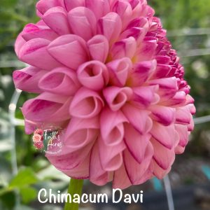 Chimacum Davi