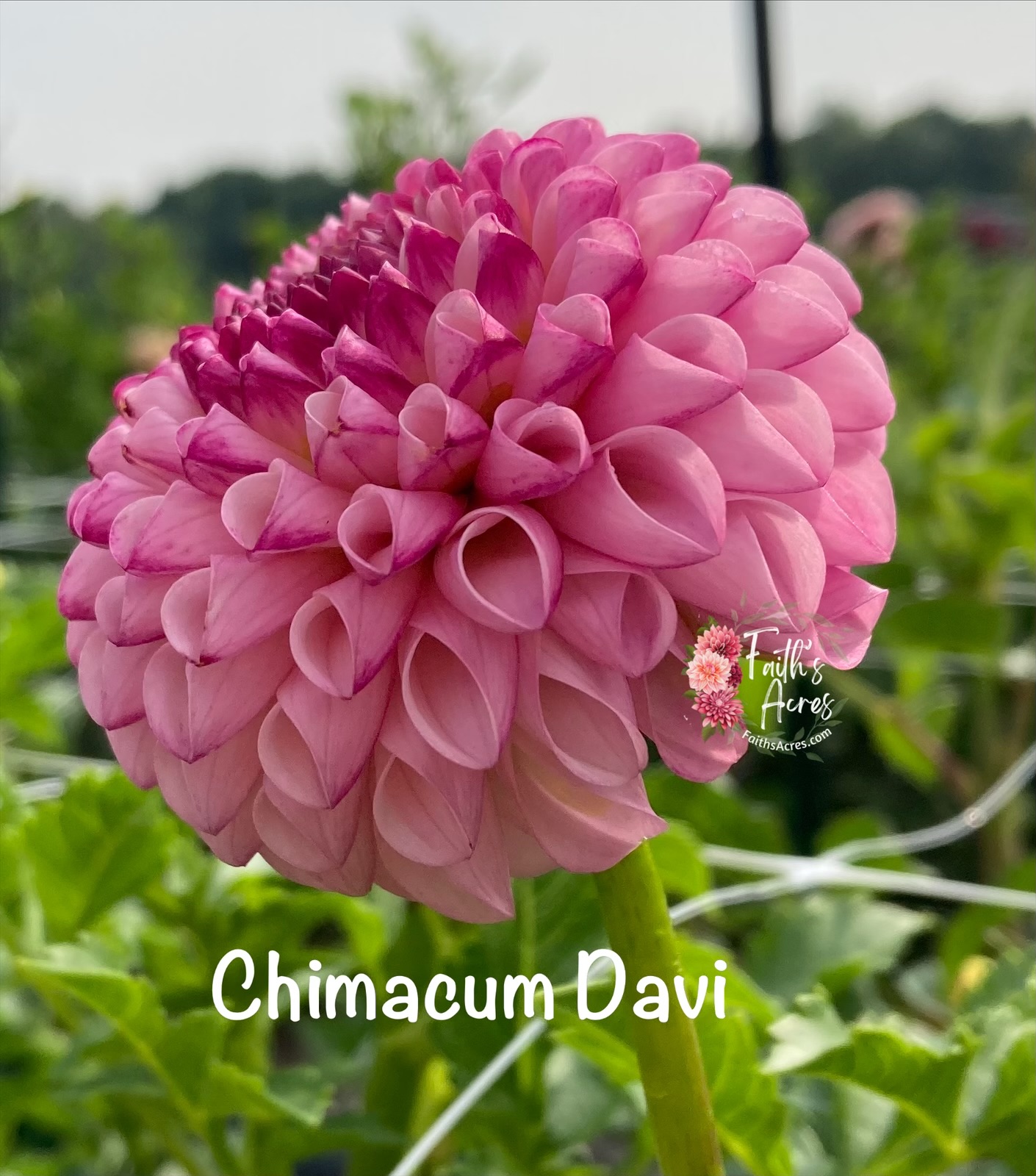 Chimacum Davi - Image 5