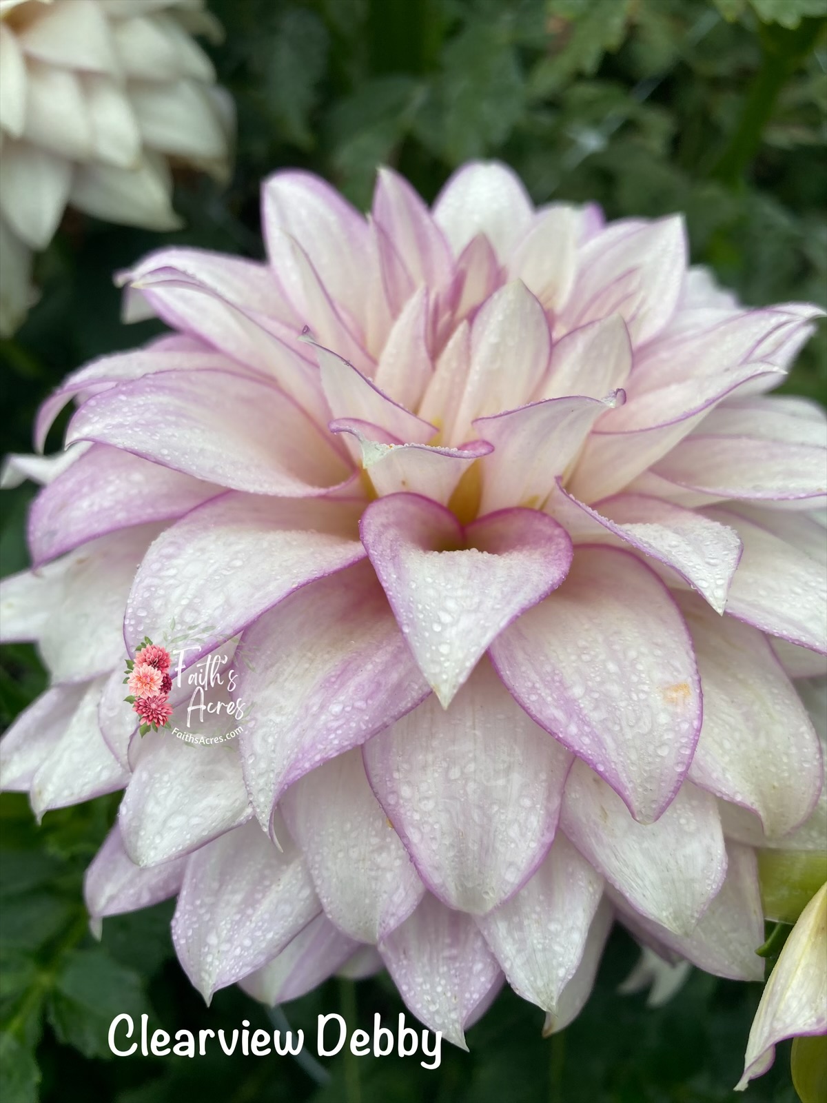 Clearview Debby - Image 4