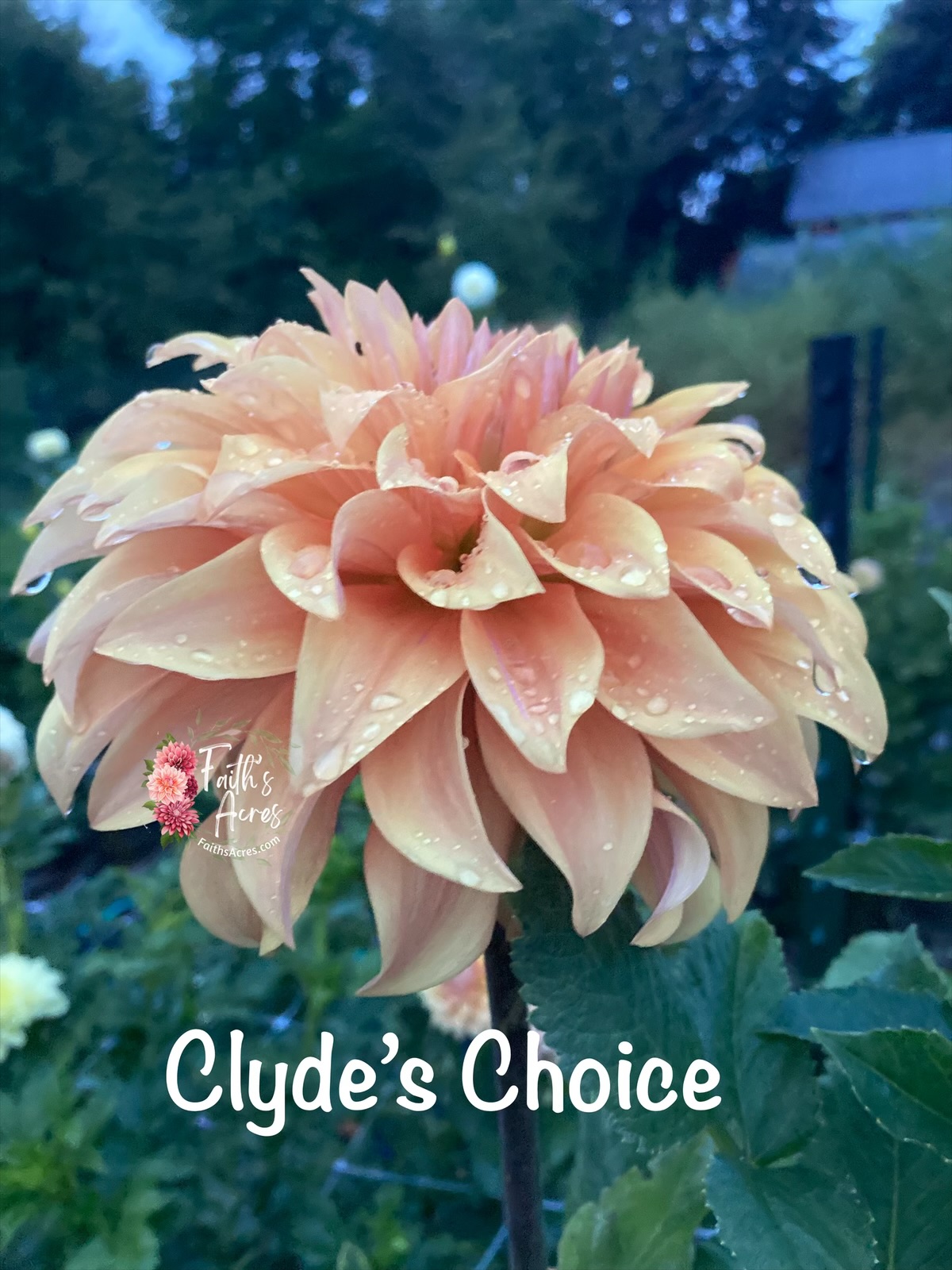 Clyde’s Choice - Image 3