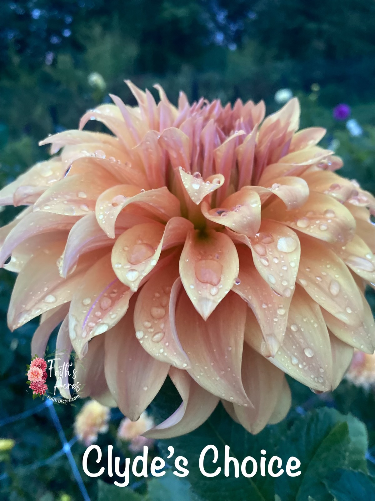 Clyde’s Choice - Image 6