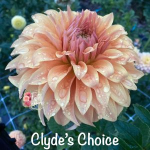 Clyde’s Choice