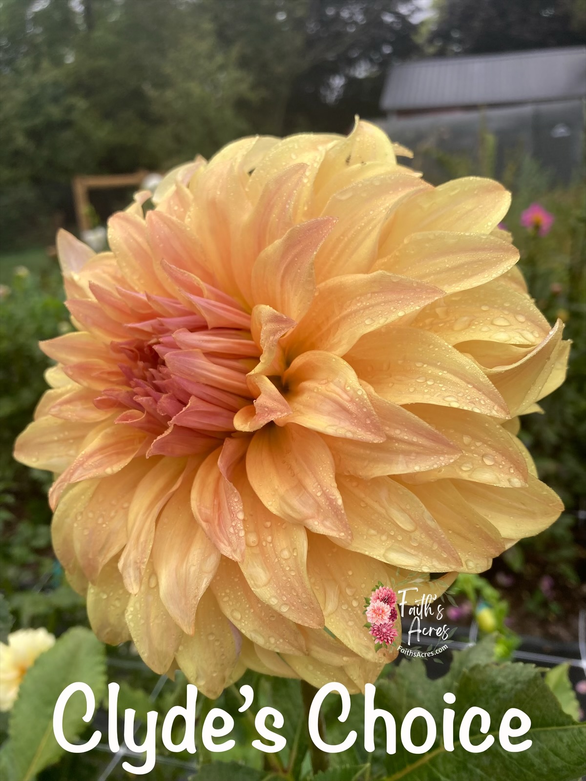 Clyde’s Choice - Image 5