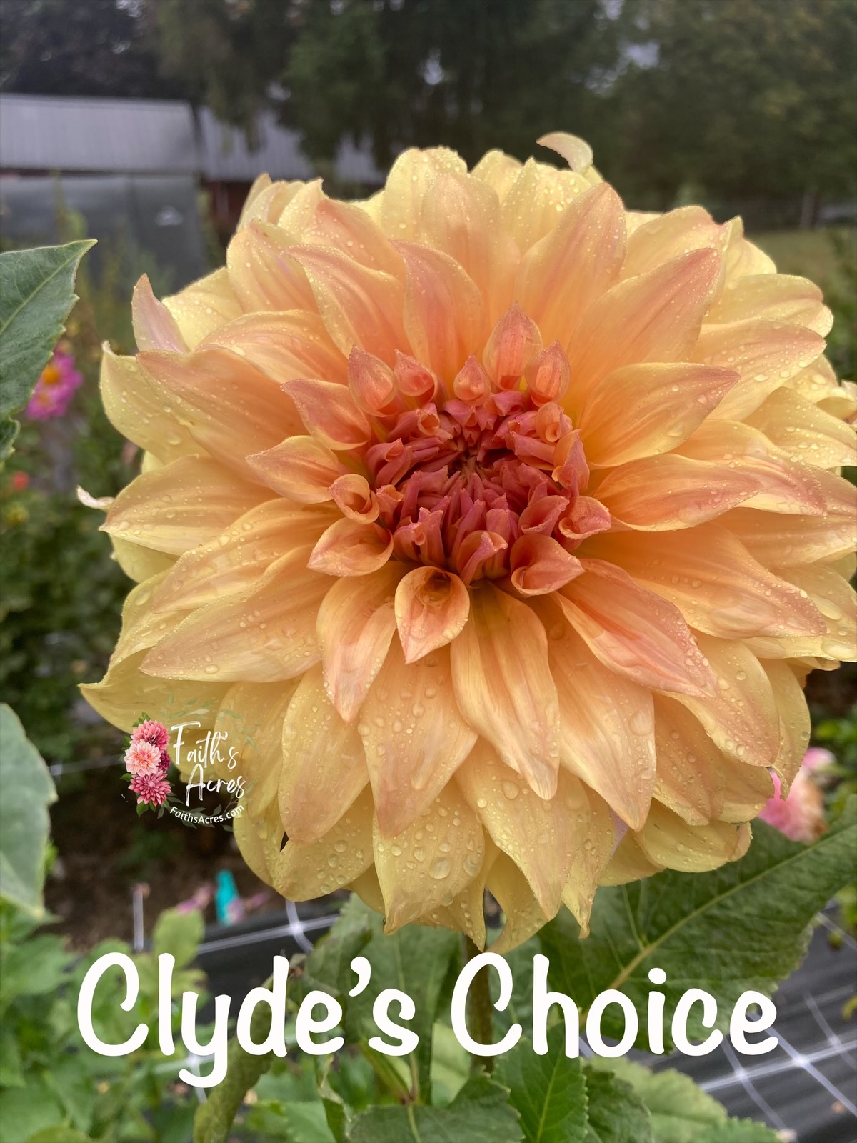 Clyde’s Choice - Image 4