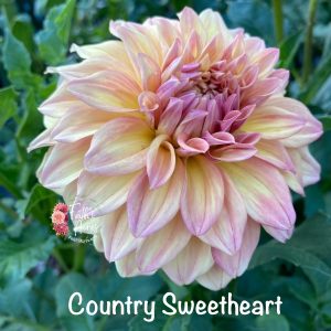 Country Sweetheart