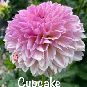 Cupcake