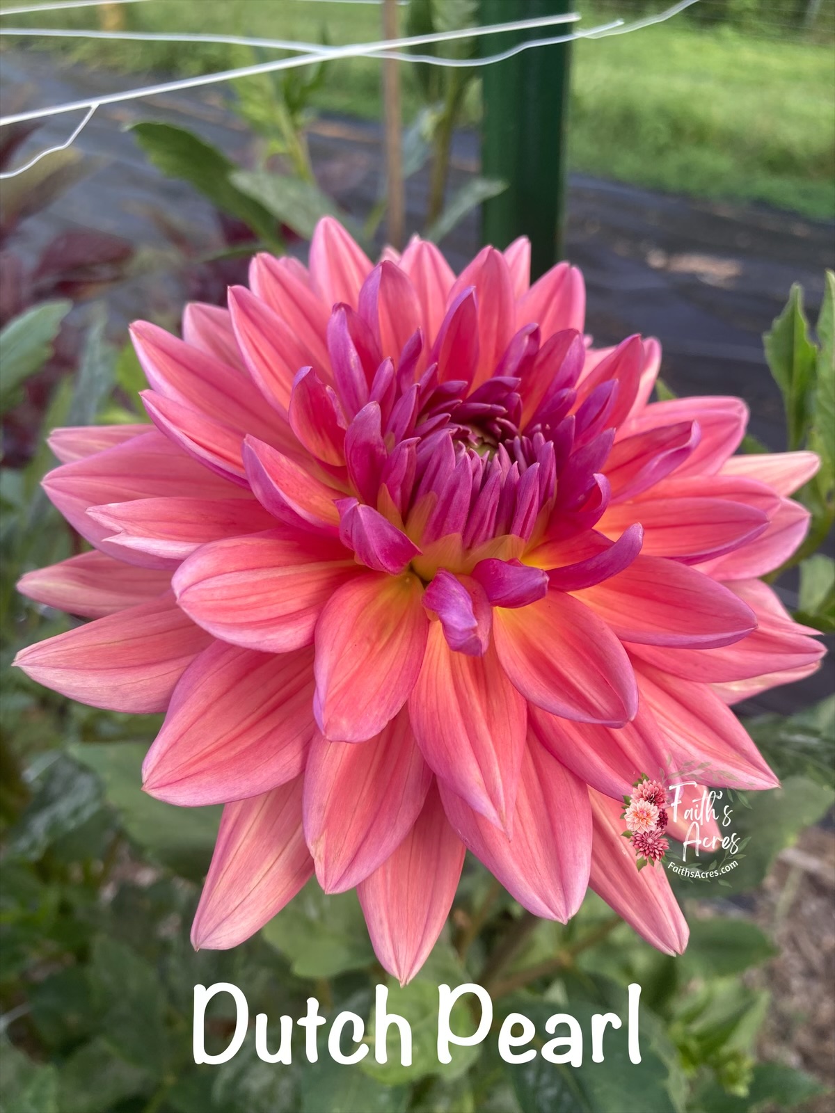 Dutch Pearl - Image 2