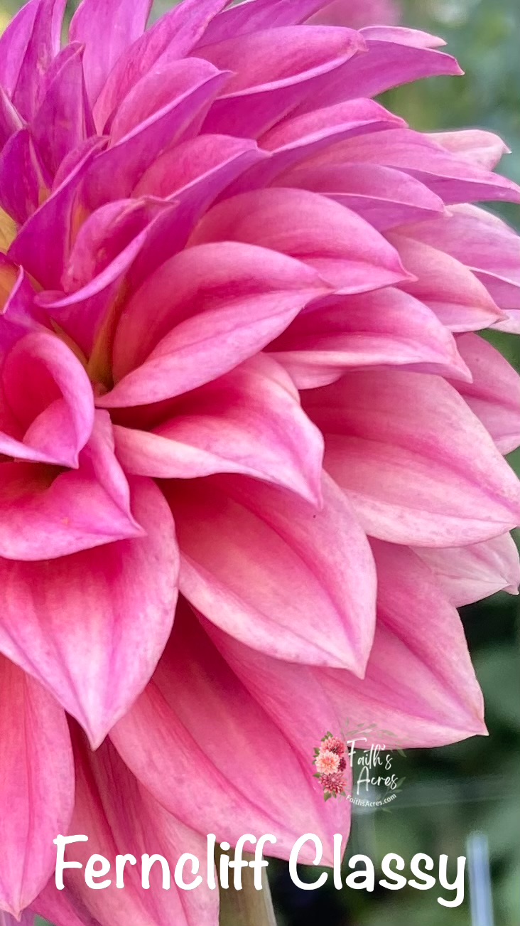 Ferncliff Classy - Image 2