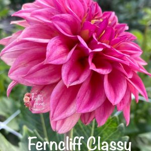 Ferncliff Classy