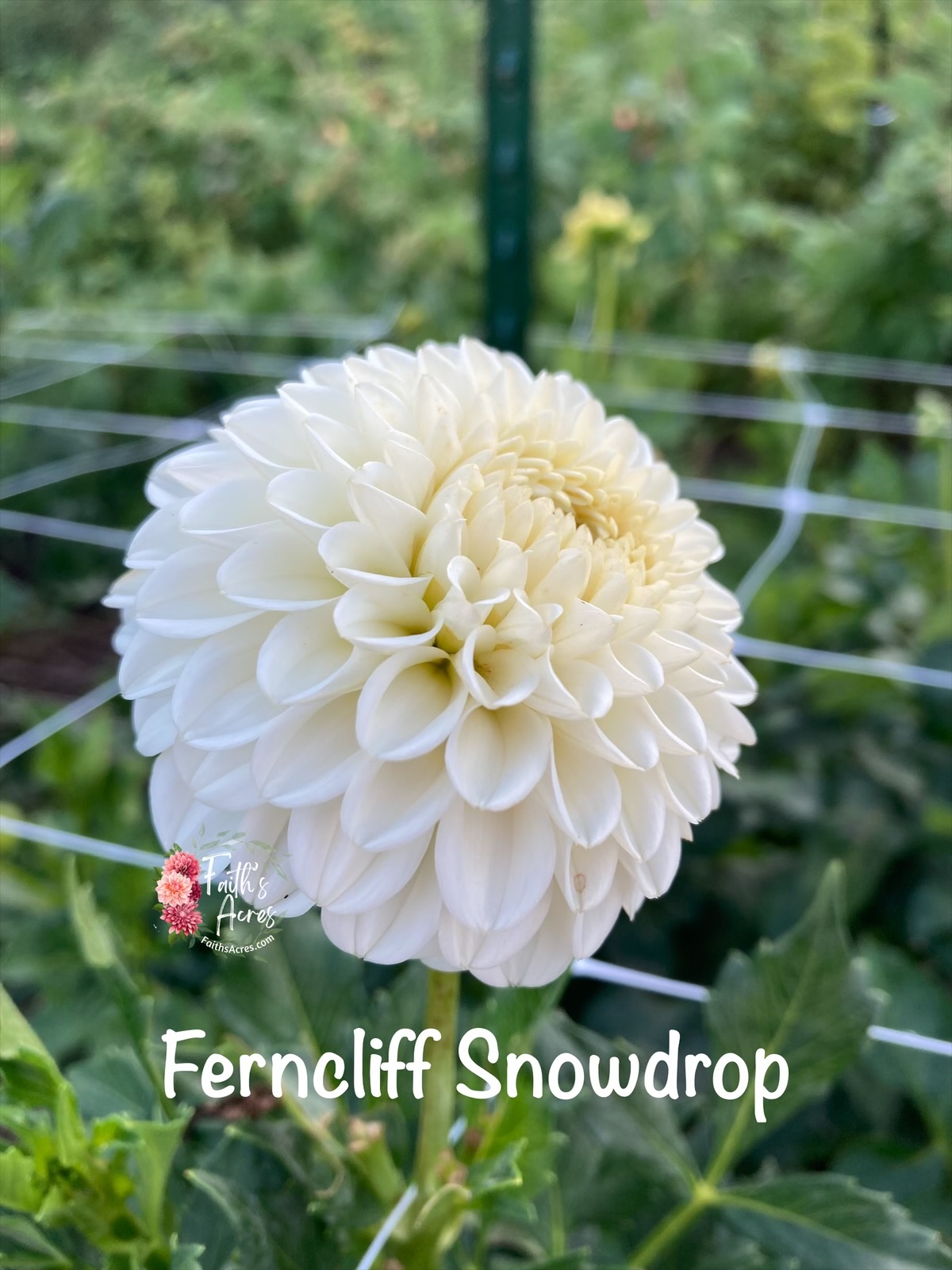 Ferncliff Snowdrop - Image 2