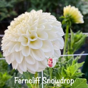 Ferncliff Snowdrop
