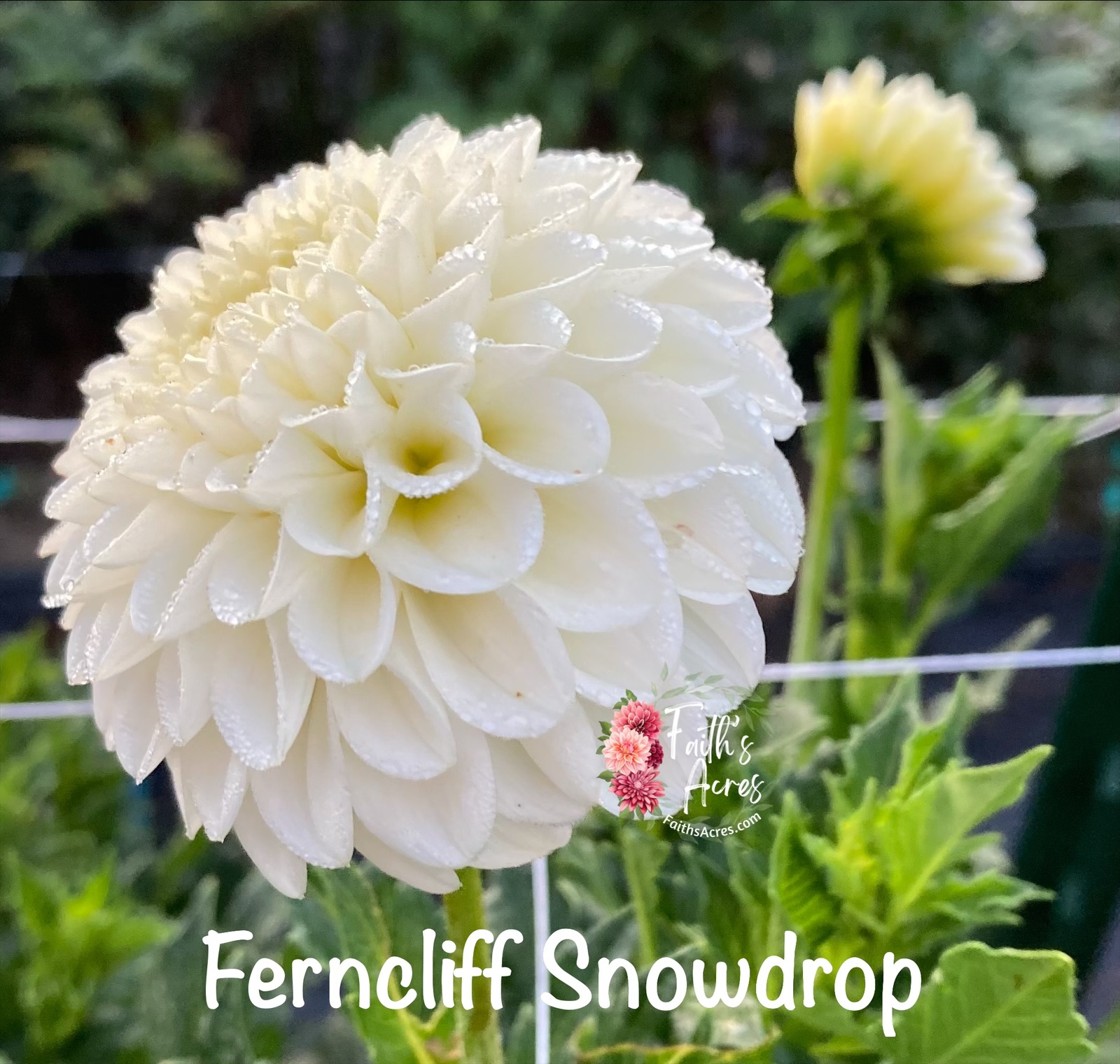 Ferncliff Snowdrop