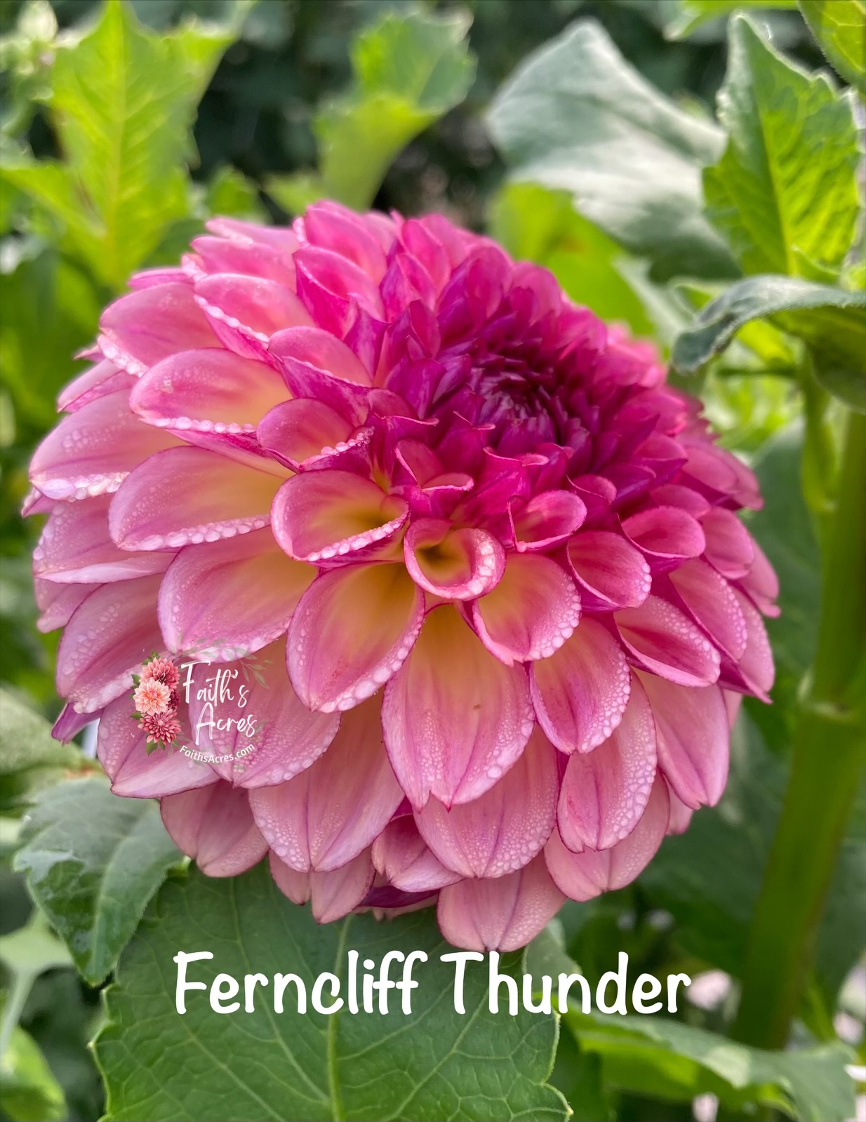 Ferncliff Thunder - Image 4